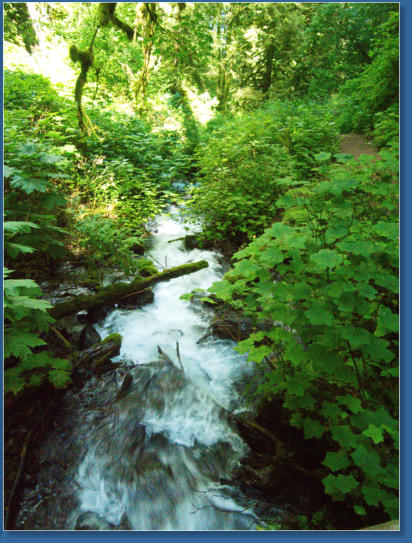 Wahkeena Falls Trail - Columbia River Gorge, OR