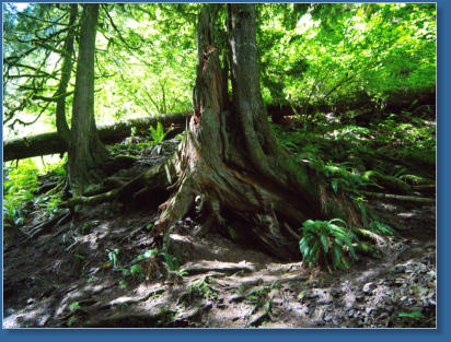 Wahkeena Falls Trail - Columbia River Gorge, OR