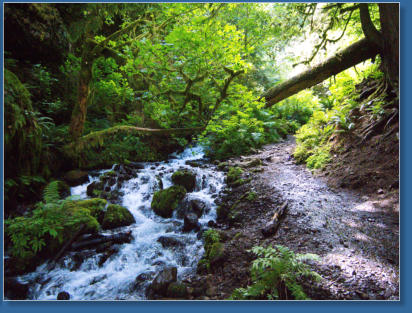 Wahkeena Falls Trail - Columbia River Gorge, OR