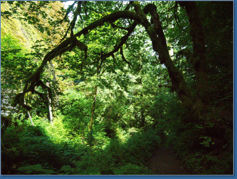 Wahkeena Falls Trail - Columbia River Gorge, OR