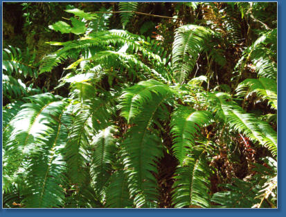 Wahkeena Falls Trail - Columbia River Gorge, OR