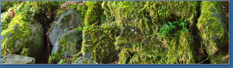 Wahkeena Falls Trail - Columbia River Gorge, OR