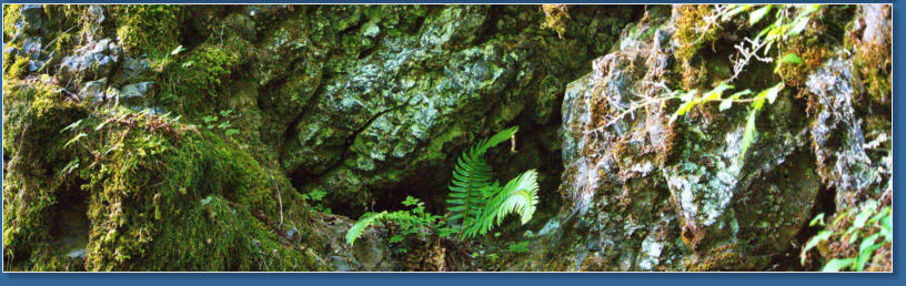 Wahkeena Falls Trail - Columbia River Gorge, OR