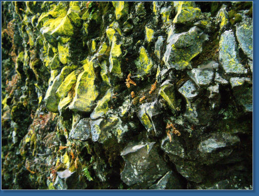 Wahkeena Falls Trail - Columbia River Gorge, OR