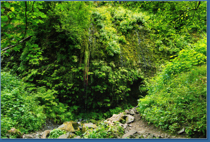 Wahkeena Falls Trail - Columbia River Gorge, OR