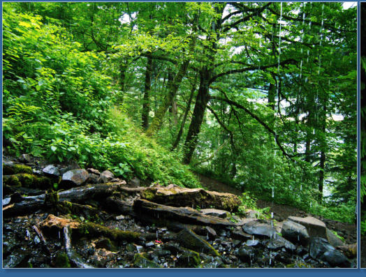 Wahkeena Falls Trail - Columbia River Gorge, OR