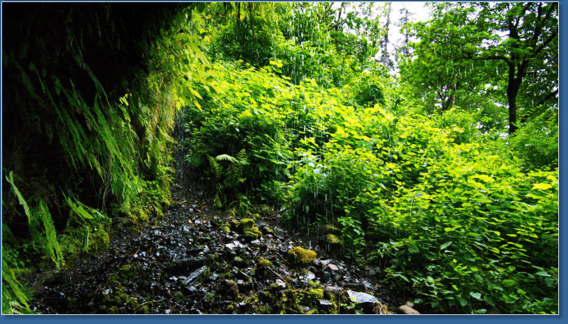 Wahkeena Falls Trail - Columbia River Gorge, OR
