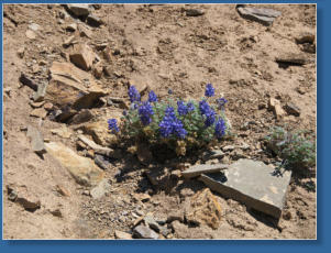 Weg zum Spirit Lake Overlook, Mount St. Helens National Volcanic Monument, WA