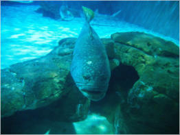 Aquarium New Orleans, LA