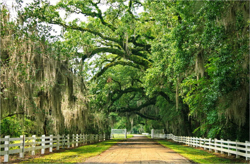 Rosedown Plantation, LA