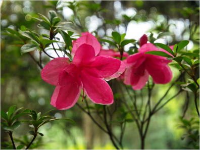 Rosedown Plantation, LA