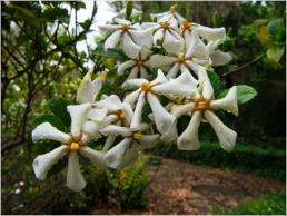 Rosedown Plantation, LA