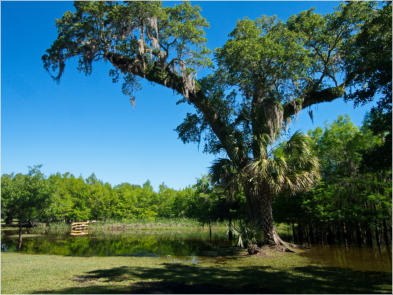 Jungle Garden - Avery Island, LA