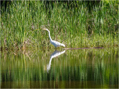 Jungle Garden - Avery Island, LA