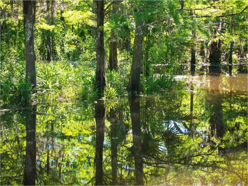 Jungle Garden - Avery Island, LA