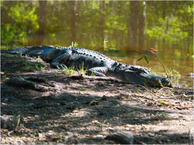 Jungle Garden - Avery Island, LA