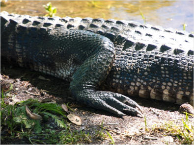 Jungle Garden - Avery Island, LA