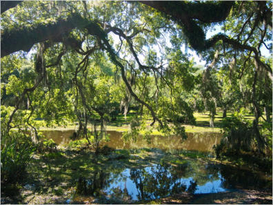 Jungle Garden - Avery Island, LA