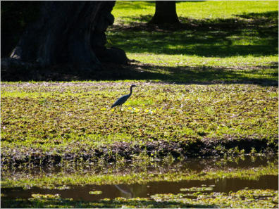 Jungle Garden - Avery Island, LA