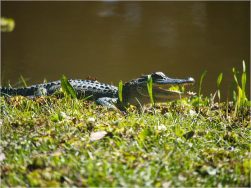 Jungle Garden - Avery Island, LA