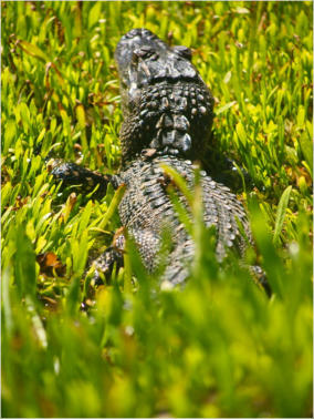 Jungle Garden - Avery Island, LA