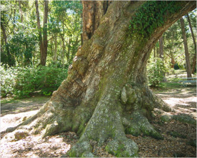 Jungle Garden - Avery Island, LA