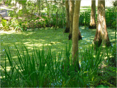 Jungle Garden - Avery Island, LA