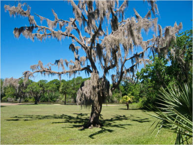 Jungle Garden - Avery Island, LA