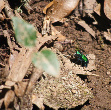 Jungle Garden - Avery Island, LA