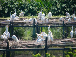 Jungle Garden - Avery Island, LA