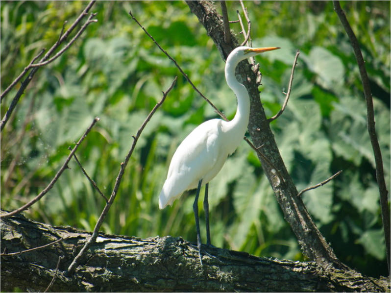 Bird City im Jungle Garden - Avery Island, LA