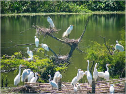 Jungle Garden - Avery Island, LA