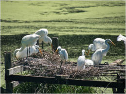 Jungle Garden - Avery Island, LA