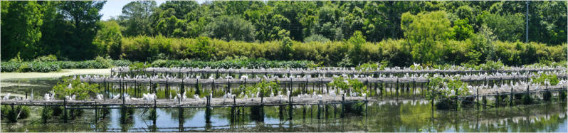 Jungle Garden - Avery Island, LA