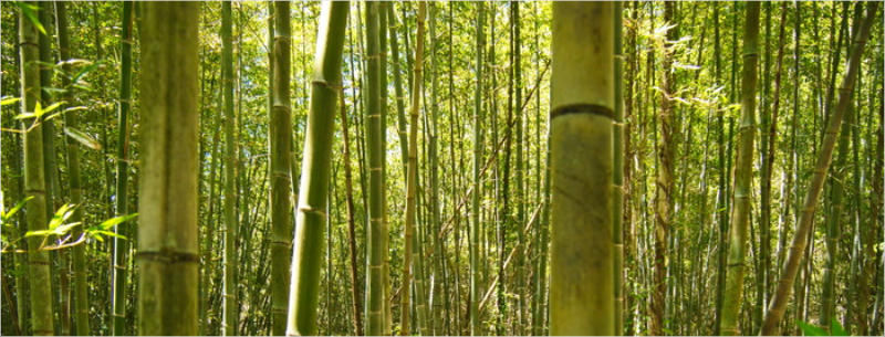 Jungle Garden - Avery Island, LA