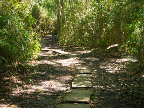 Jungle Garden - Avery Island, LA