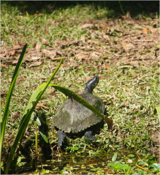 Jungle Garden - Avery Island, LA
