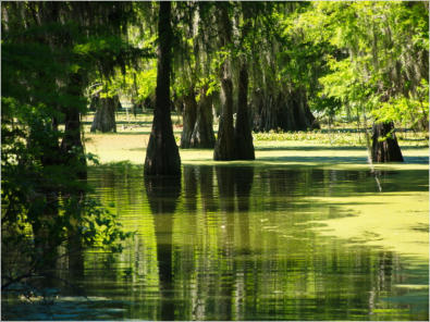 Cajun Country Swamp Tour, Breaux Bridges, LA