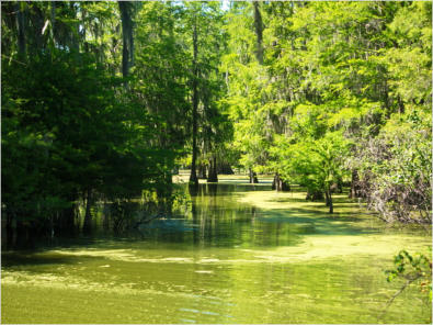 Cajun Country Swamp Tour, Breaux Bridges, LA
