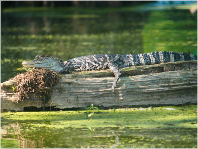 Cajun Country Swamp Tour, Breaux Bridges, LA
