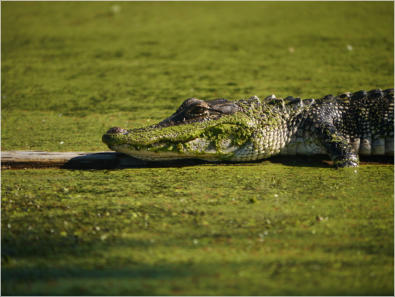 Cajun Country Swamp Tour, Breaux Bridges, LA
