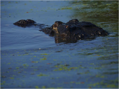 Cajun Country Swamp Tour, Breaux Bridges, LA
