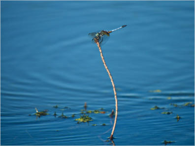 Cajun Country Swamp Tour, Breaux Bridges, LA