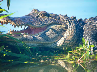 Cajun Country Swamp Tour, Breaux Bridges, LA