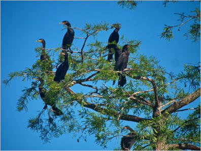 Cajun Country Swamp Tour, Breaux Bridges, LA