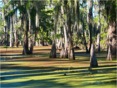 Cajun Country Swamp Tour, Breaux Bridges, LA