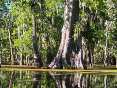 Cajun Country Swamp Tour, Breaux Bridges, LA