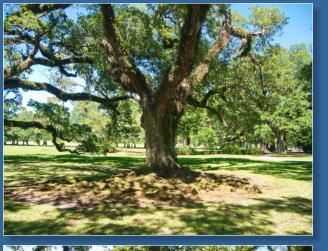Oak Alley Plantation, LA