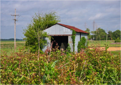 Murray Gin Factory, Albin, MS