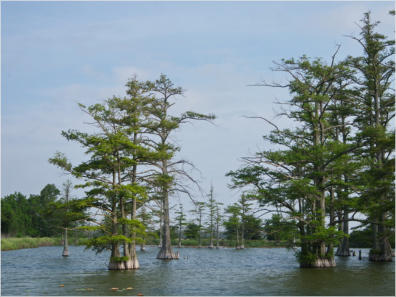 Home Cypress Lake, HW 49, MS